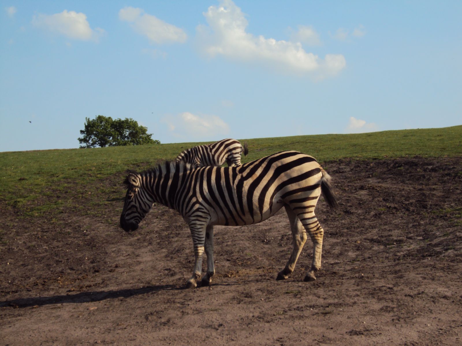 West Midland Safari Park